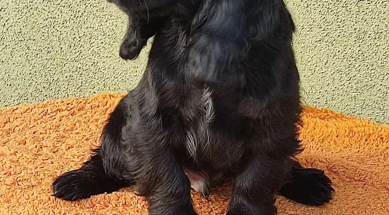 Cocer Spaniel Angielski