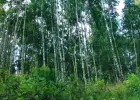 Sprzedam działkę warmińsko-mazurskie Mam do sprzedania
