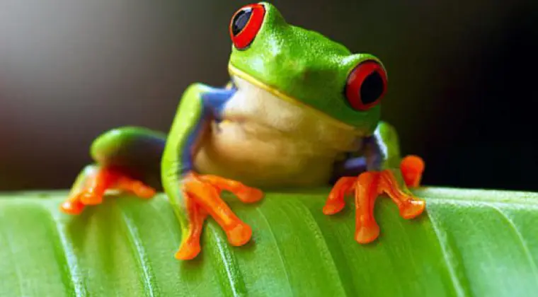 Francuski  ale najlepiej