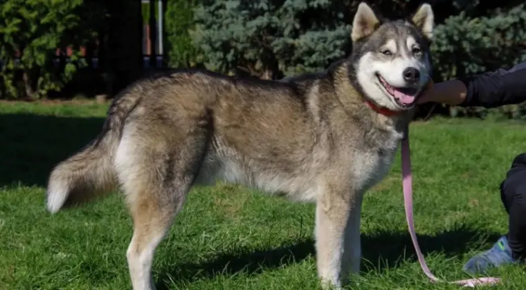 Akito wesoły, łagodny, towarzyski siberian husky ADOPCJA
