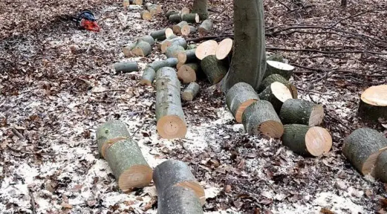 Wycinka drzew , koszenie trawników, przycinanie ,ogrodnik