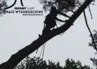 Ścinka drzew, ścinka sekcyjna prace alpinistyczne