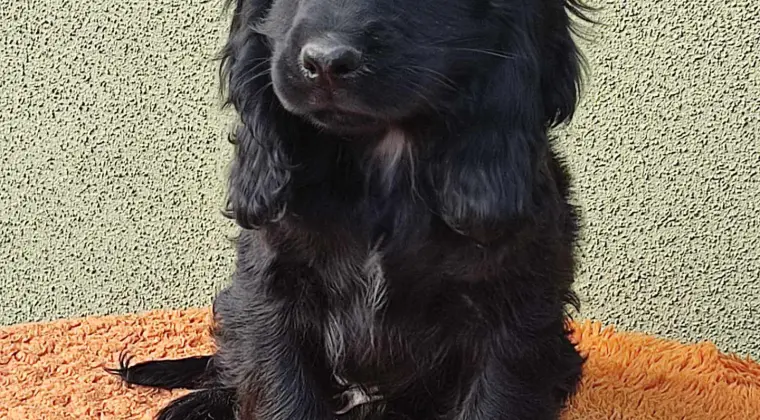 Cocer Spaniel Angielski