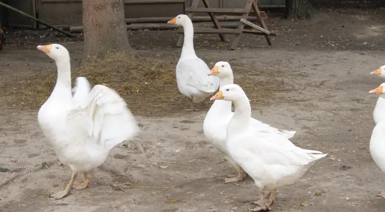 sprzedam gęsi i indyki