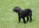 Presa Canario Dog Kanaryjski