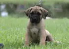 Presa Canario Dog Kanaryjski