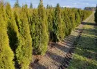 Tuja Szmaragd/ Thuja occidentalis 'Smaragd' 140-160cm Balot