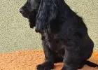 Cocer Spaniel Angielski