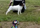Jack Russell Terrier REPRODUKTOR