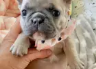 pilne.. szczeniak buldoga francuskiego do adopcji