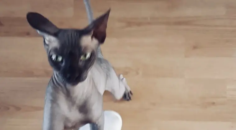 Poznam kobete z Holandii