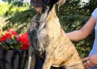 Dog niemiecki suczka pręgowana