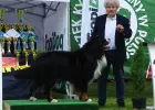 Bernese Mountain Dog insemination services frozen and chilled semen still available