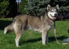 Akito wesoły, łagodny, towarzyski siberian husky ADOPCJA