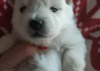 Pomeranian szpic miniaturowy z rodowodem ZKWP FCI pedigree