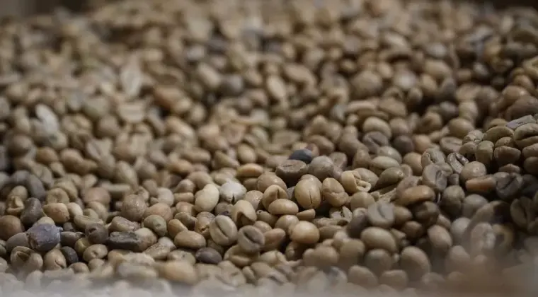 Kawa zielona – niepalona, Robusta 100% (Wietnam)