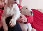 Przepiękne mocnej budowy szczenięta rasy Dog Argentyński Dogo Argentin