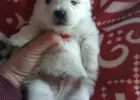 Pomeranian szpic miniaturowy z rodowodem ZKWP FCI pedigree