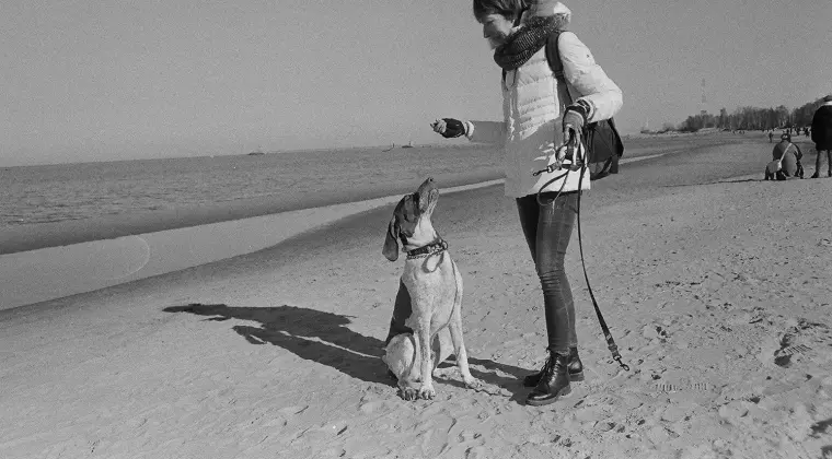 Dogoterapia z udziałem wyżła włoskiego