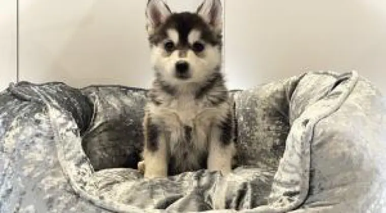 Pomsky Szczenięta Warszawa