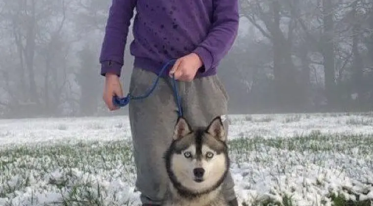 Malutki F2 Pomski Szczenię