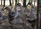 sprzedam gęsi i indyki