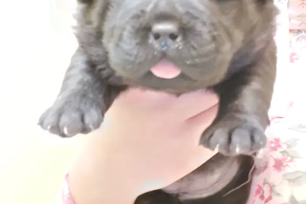 Szczeniaki, szczenięta, pieski, pies labrador chow chow 