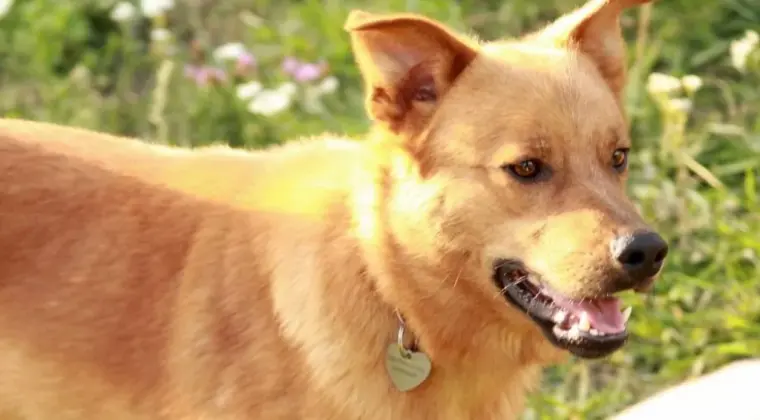 Rudek, młody, nieśmiały piesek szuka odpowiedzialnego domu!