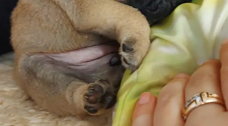 Śliczne szczeniaki rasy mops