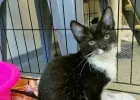 Molly potrzebuje domu!