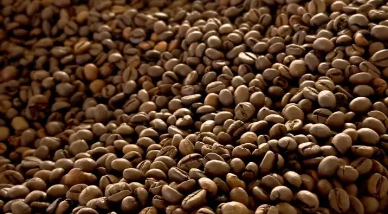 Kawa palona ziarnista - 70% Robusta, 30% Arabica, SC 16+ | Maranello Coffee