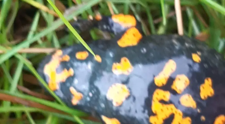 Ekspertyzy przyrodnicze, Karty Informacyjne Przedsięwzięcia, przygotowanie inwestycji w terenie cennym przyrodniczo