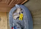 Chihuahua 5 miesięcy
