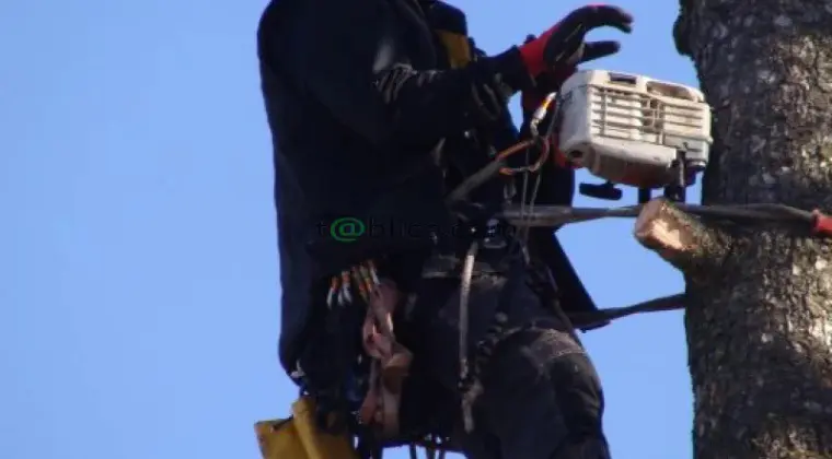 Sekcyjna ścinka drzew