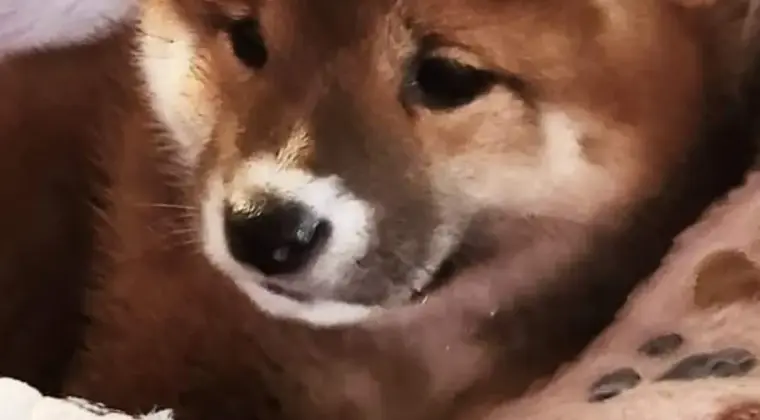 Piękne szczeniaczki Shiba Inu