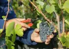 Praca sezonowa we Francji,winobranie