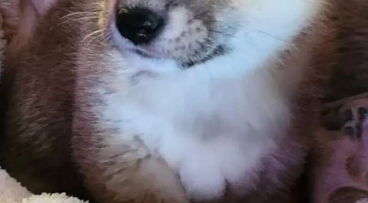 Piękne szczeniaczki Shiba Inu