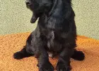 Cocer Spaniel Angielski