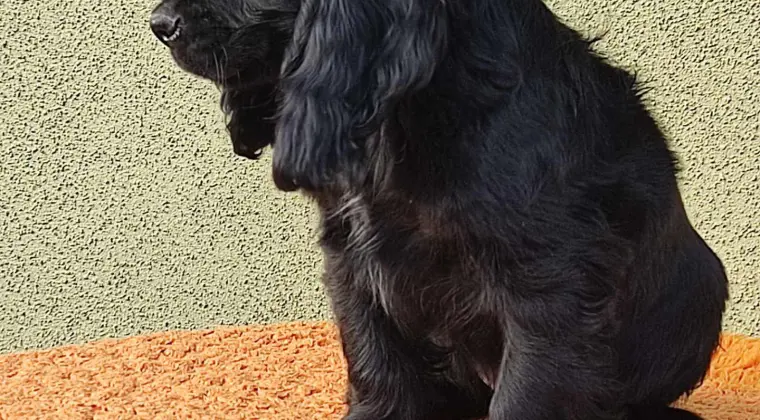 Cocer Spaniel Angielski