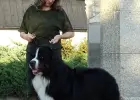 Bernese Mountain Dog insemination services frozen and chilled semen still available
