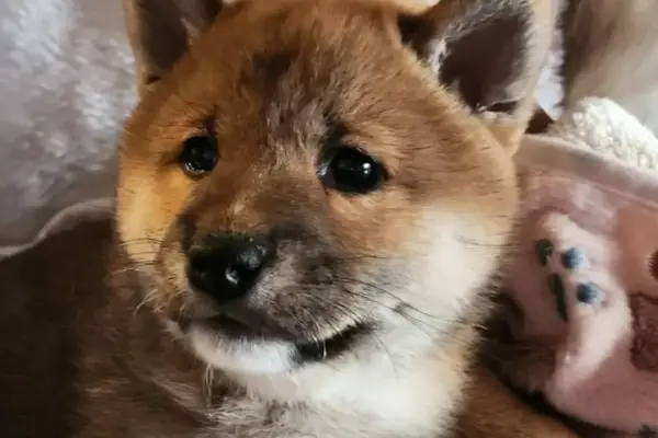 Piękne szczeniaczki Shiba Inu