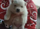 Pomeranian szpic miniaturowy z rodowodem ZKWP FCI pedigree