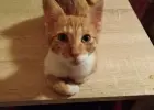 Adaś 4 miesięczny rudy kocurek adopcja