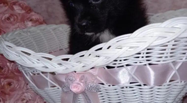 Malutki F2 Pomski Szczenię