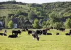Praca na roli przy krowach