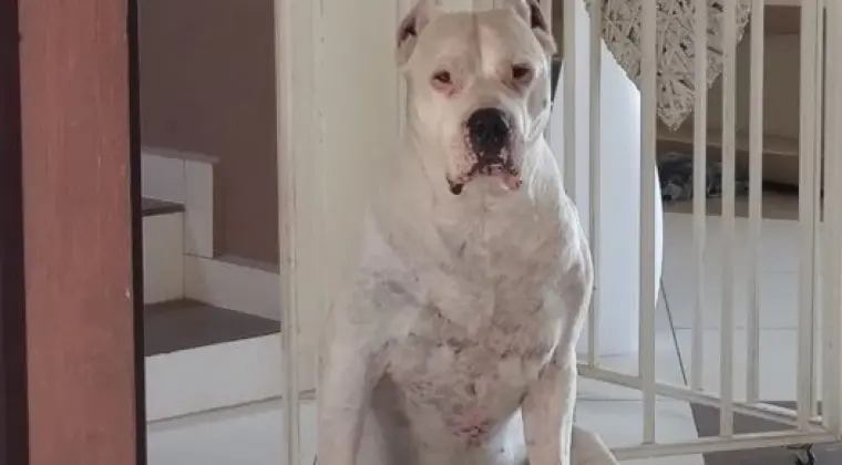 Szczenieta Dog Argentynski Dogo Argentino po wybitnych rodzicach