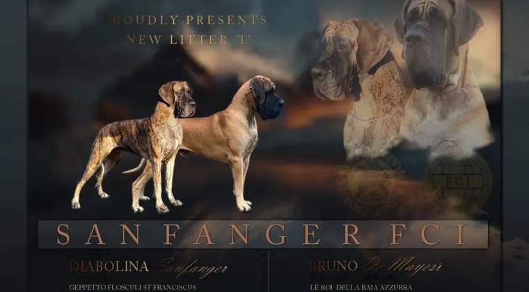 Dog niemiecki suczka pręgowana