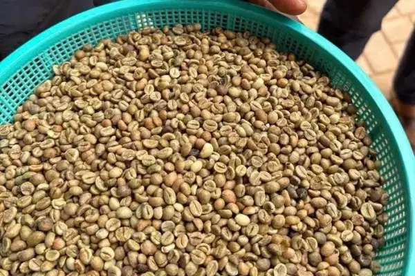 Kawa zielona – niepalona, Robusta 100% (Wietnam)