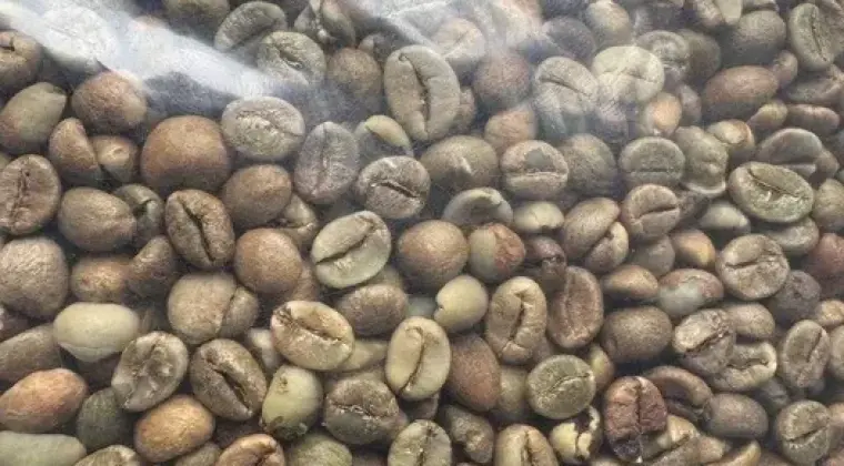 Kawa zielona – niepalona, Robusta 100% (Wietnam)