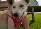 Biała, kochana energiczna sunia szuka domu! 